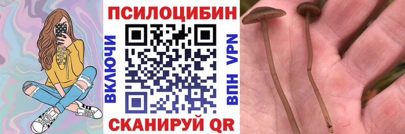 купить закладку Пустошка Галлюциногенные грибы Magic Shrooms